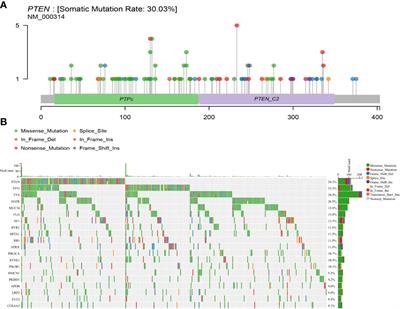 The global change of gene expression pattern caused by PTEN mutation affects the prognosis of glioblastoma